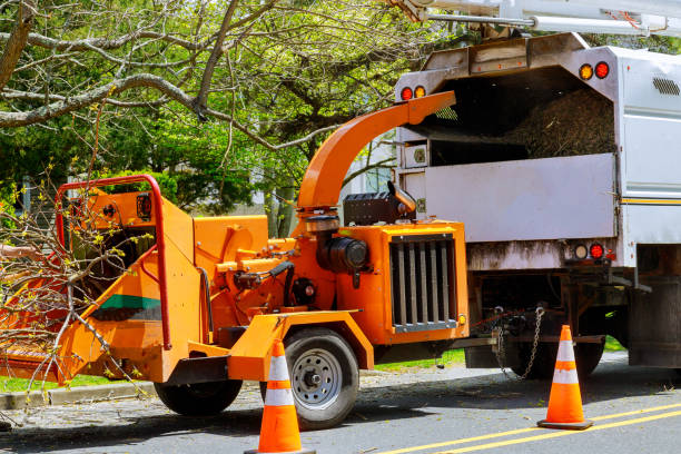  Five Points, FL Tree Removal and Landscaping Services Pros